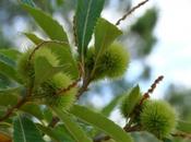 Vous aimez châtaigne