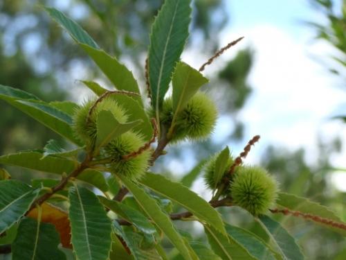 Vous aimez la châtaigne ?