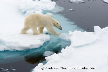 Biodiversité : des scientifiques donnent l'alerte sur le sort des mammifères