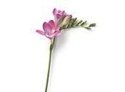 Freesia, sixième fleurs