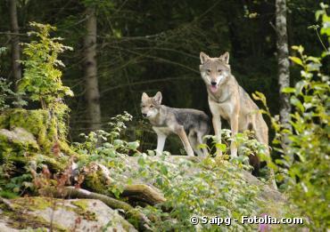 Chasse aux loups : le gouvernement soutient les éleveurs