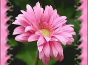 Cette apres-midi enterrement d'un residant argenteuillais guadeloupe.