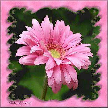 http://vcard.chezmaya.com/upload/images/010909/c-sans-texte-fleur-rose.jpg