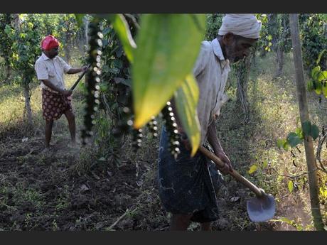 Récolte des grappes de poivrier dans le Kerala, en Inde
