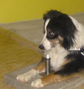 CANCER du POUMON: Des chiens le détectent à l’odorat – European Respiratory Journal