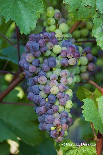 A la recherche des vignobles brivadois