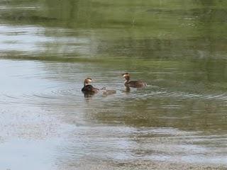 Les grands lacs de l'Aube