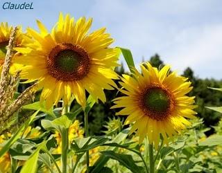 Des images plutôt que des mots