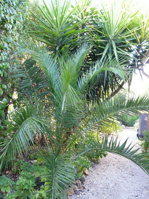 Après 4 ans de plantation, que deviennent nos jeunes palmiers?...