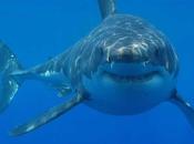 été, requins attaquent