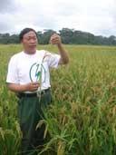 Les Coréens s'impliquent dans le développement de la riziculture au Cameroun 