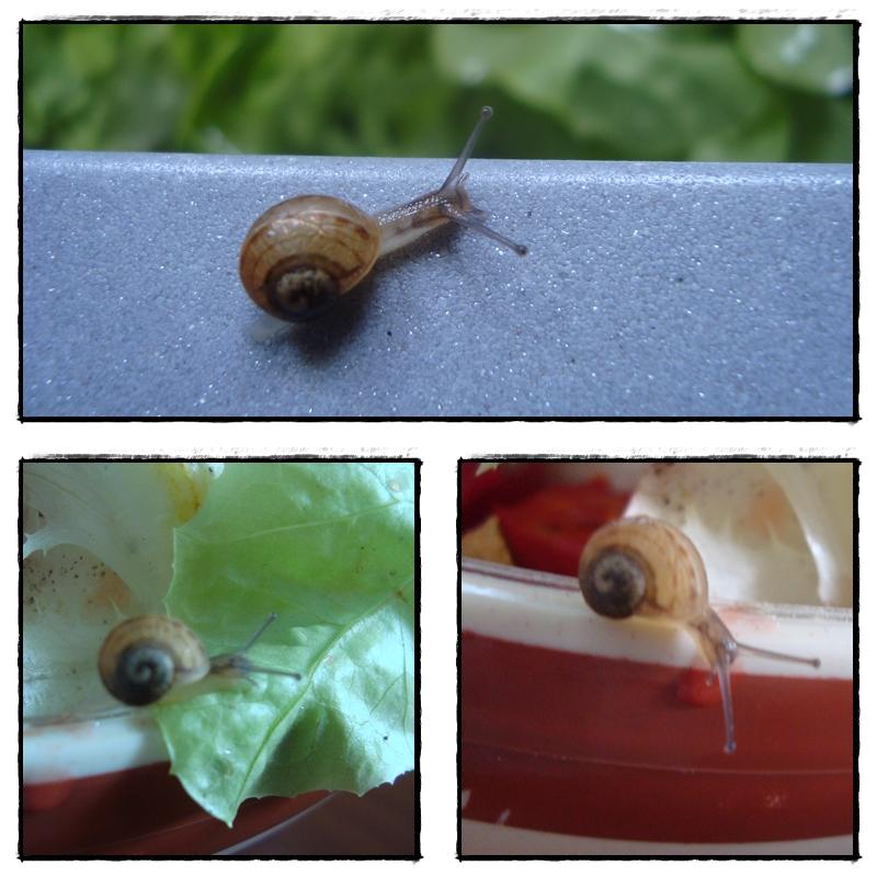 La cagouille et les charentais, août 2011