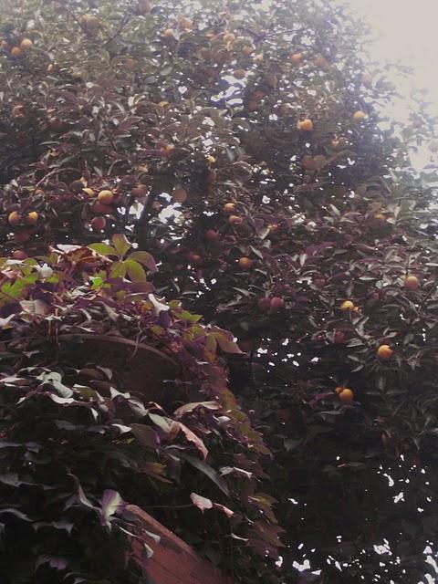 Ramo et Corte del Tiziano