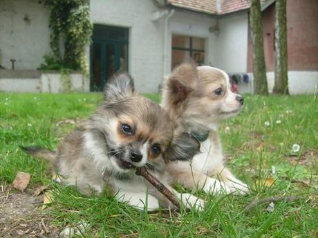 Allez! Juste pour le plaisir des yeux :) photos chihuahuas
