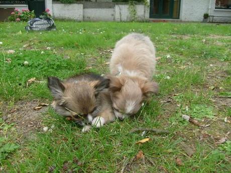 Allez! Juste pour le plaisir des yeux :) vente de collier chihuahua