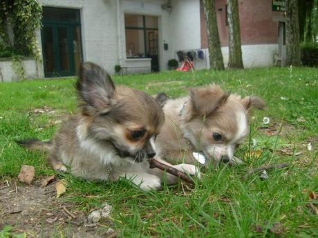 Allez! Juste pour le plaisir des yeux :) collier chihuahua