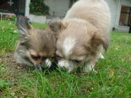 Allez! Juste pour le plaisir des yeux :) colliers pour chihuahuas