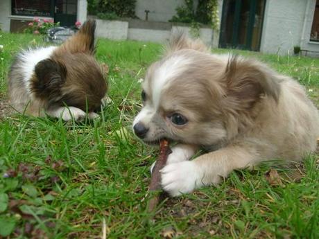 Allez! Juste pour le plaisir des yeux :) acheter collier pour chihuahua