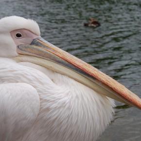 PLR: néo-interventionniste et monomaniaque