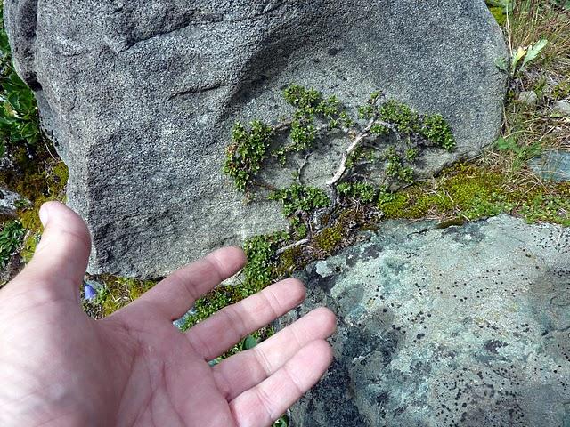 Le plus petit arbre du monde alpin: le salix retusa?