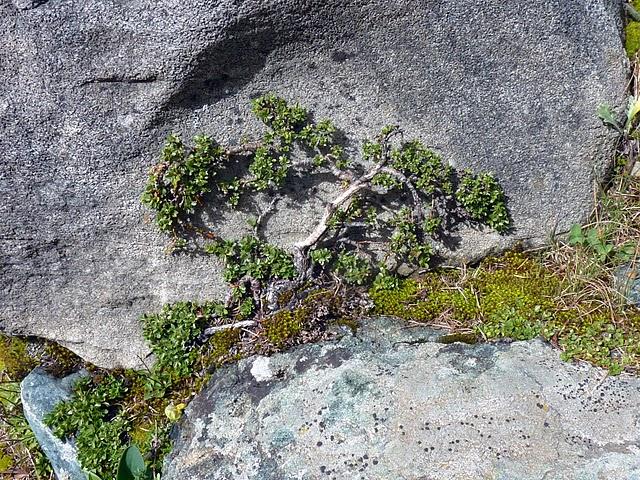 Le plus petit arbre du monde alpin: le salix retusa?