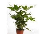 plantes dépolluantes efficaces