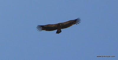 Impro queyrassine...