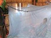 PALUDISME Sénégal: moustiquaires responsables résurgence maladie? Lancet Infectious Diseases
