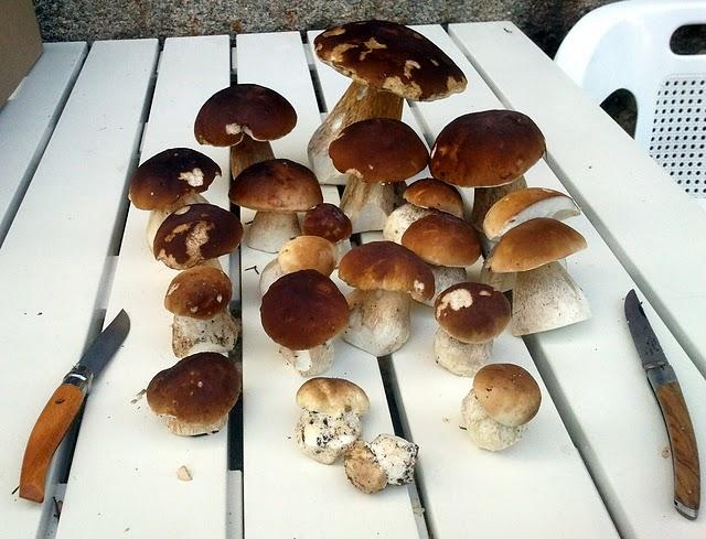 champignons