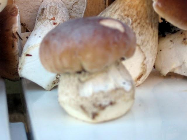 champignons