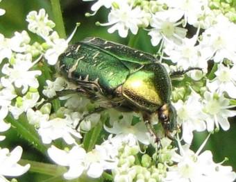insectes, cétoine dorée, coléoptère, 
