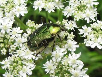 insectes, cétoine dorée, coléoptère, 