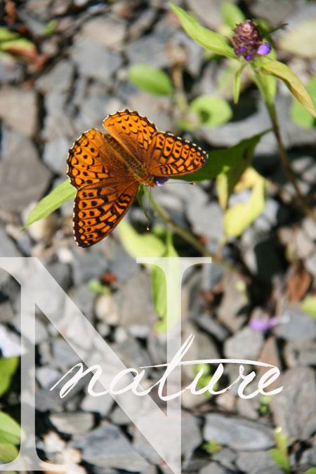 Abécédaire d'un été :: K-O