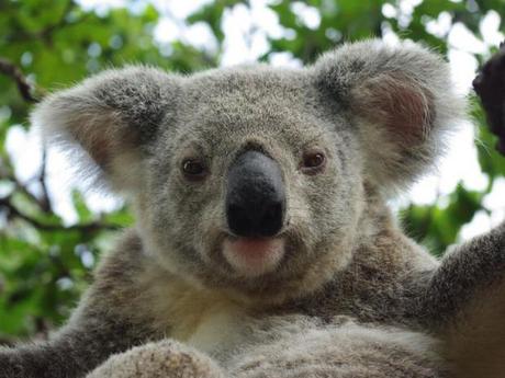 Un koala, sur l’île de Magnetic Island, en Australie.