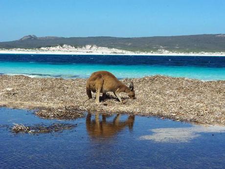 Un kangourou profites des algues qu’offre l’océan, dans la Lucky Bay, en Australie.