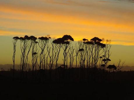 Ombres chinoises d’arbres sur fond de coucher de soleil, dans la Freycinet National Park, en Tasmanie, au large de l’Australie.