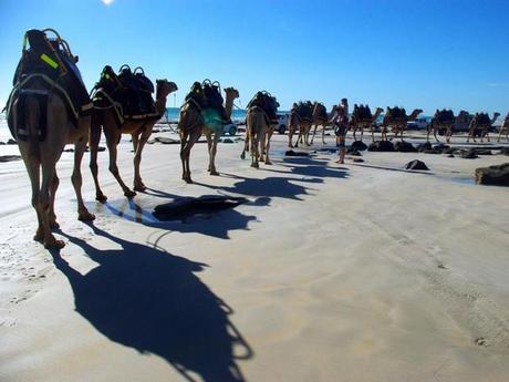 Un cortège de chameaux dans la ville de Broome, en Australie.