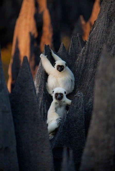  Tsingy de Bemaraha Forêt de pierre de Madagascar