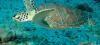 Biodiversité : les tortues marines succombent sur la Grande barrière de corail