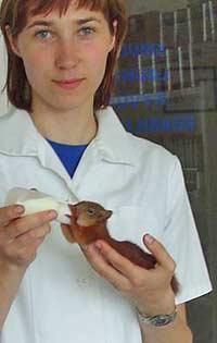 Soigner un animal sauvage