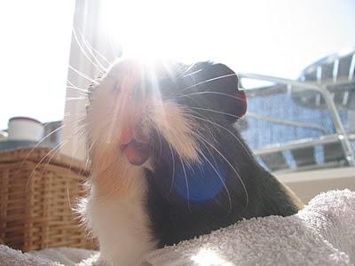 Tarte à la crème d'amandes,chocolat,noix de Pécan