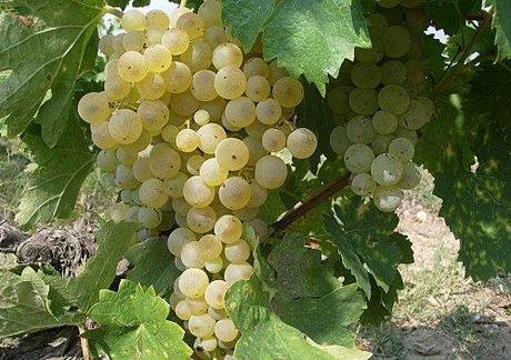 Le Vignoble arrive à maturité. Blanc.JPG