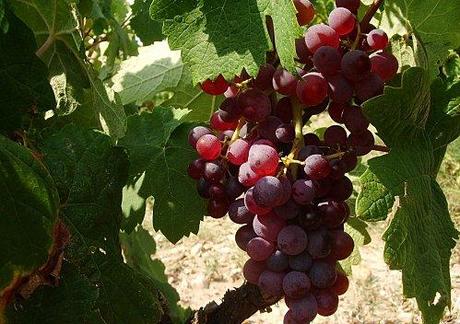 Le Vignoble arrive à maturité. Clairette-Rose-2011.JPG