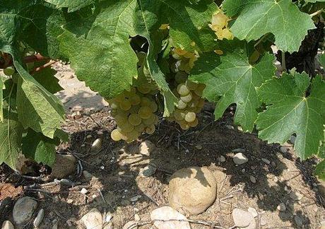 Le Vignoble arrive à maturité. Blanc-2011.JPG