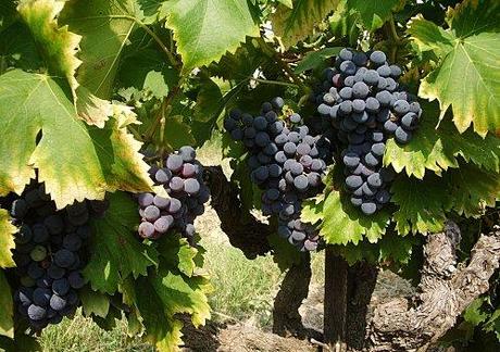 Le Vignoble arrive à maturité. Cinsaut-2011.JPG