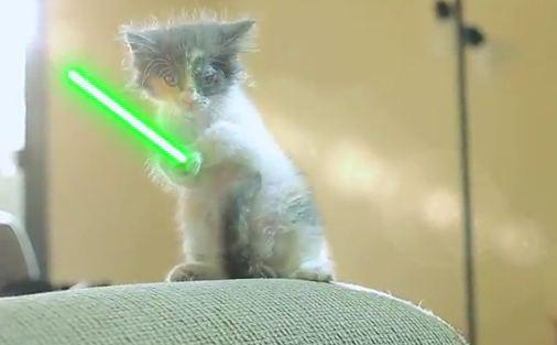 chaton jedi Des chatons jedi !