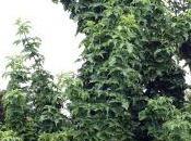 Sambucus 'Compressa'