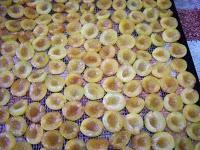 Je joue les écureuils