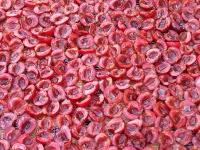 Je joue les écureuils