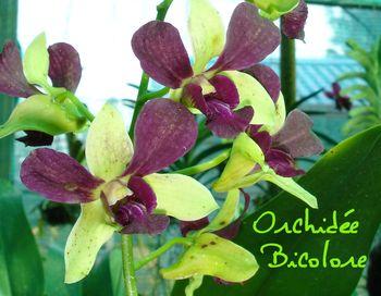 ORCHIDEE BICOLORE
